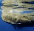 Dominica is Home to Sperm Whales Year-round