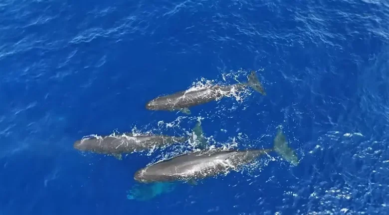 Caribbean Sea, Dominica