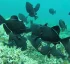 Black Triggerfish