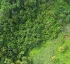 Central Forest Reserve
