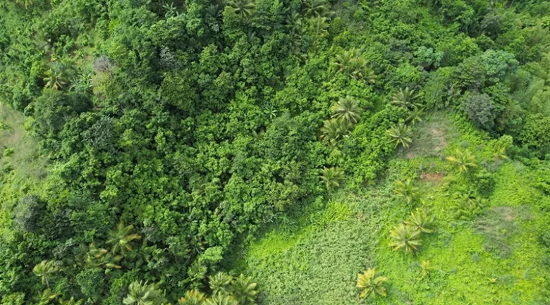 Mountainous Rainforests of Dominica