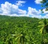 Gaulette River, Kalinago Village