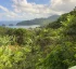 Sineku, Kalinago Village