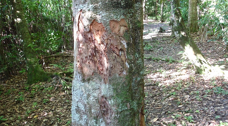 Bois Bandé