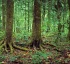 Bwa Dyab