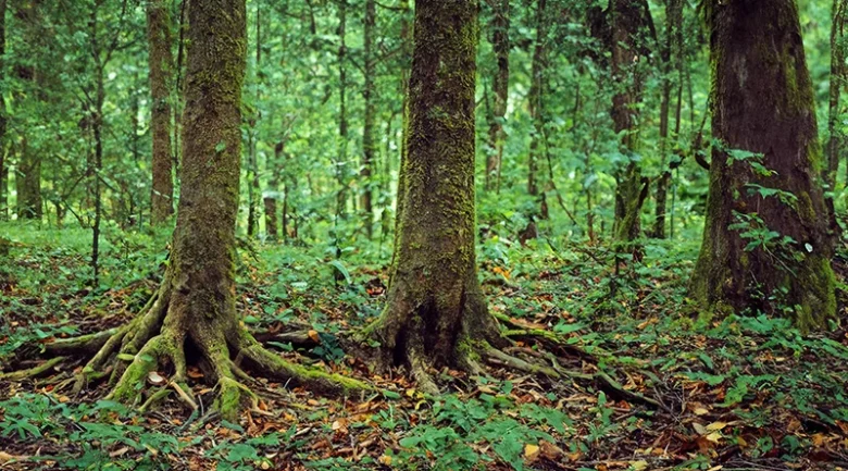 Ecology