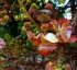 Cannonball Tree