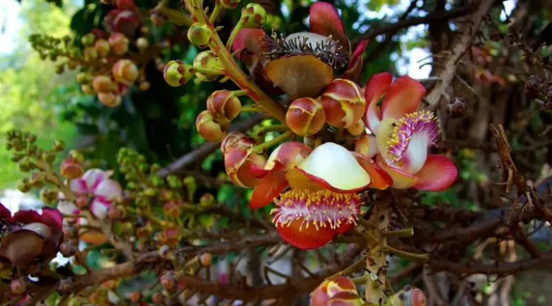 Cannonball Tree