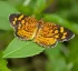 Antillean Crescent Butterfly