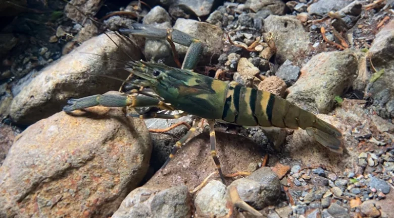 Macrobrachium Crayfish (Macrobrachium carcinus)