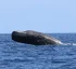 Dominica Sperm Whale Project (DSWP)