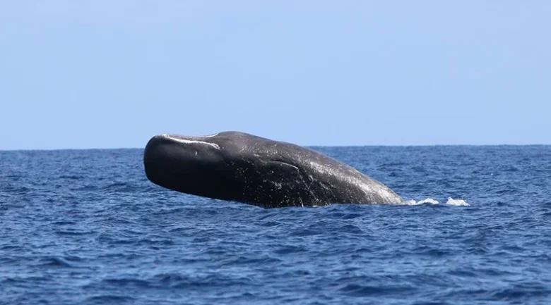 Dominica Sperm Whale Project (DSWP)