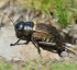 Field Cricket
