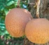 Jumbie Apricot