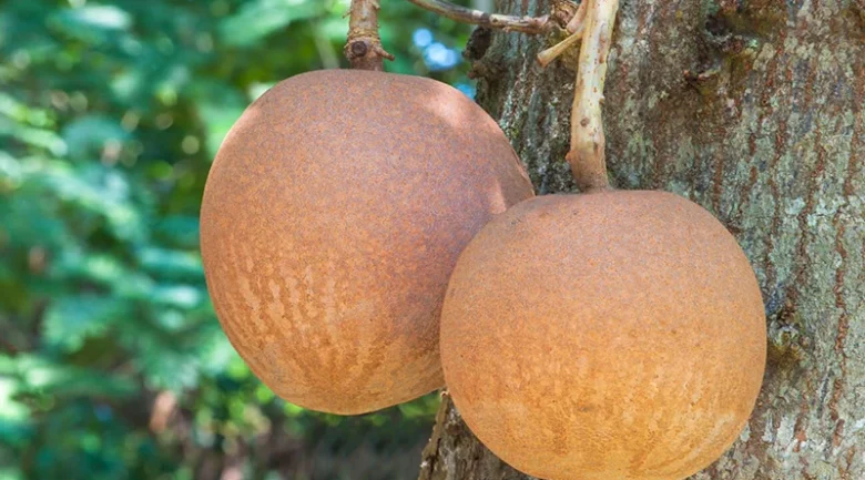 Jumbie Apricot