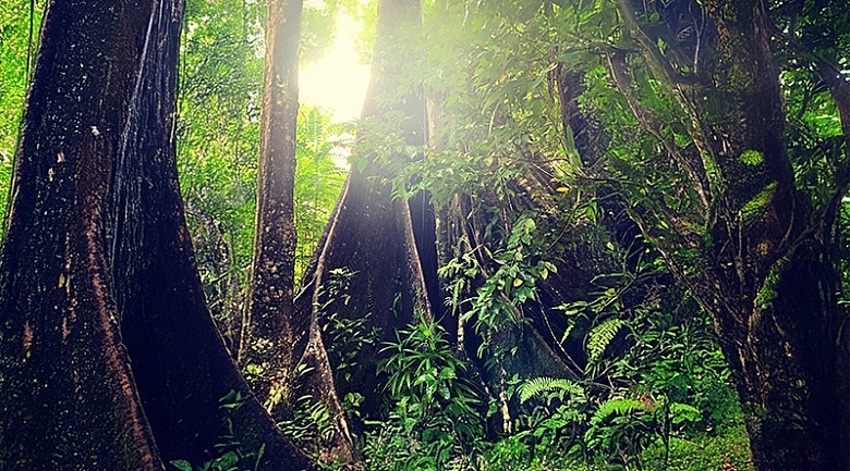 Karapit Tree