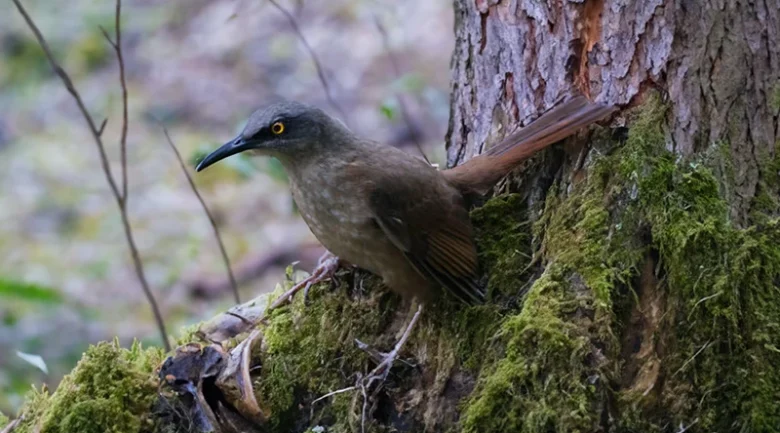 Twanblè (Trembler)