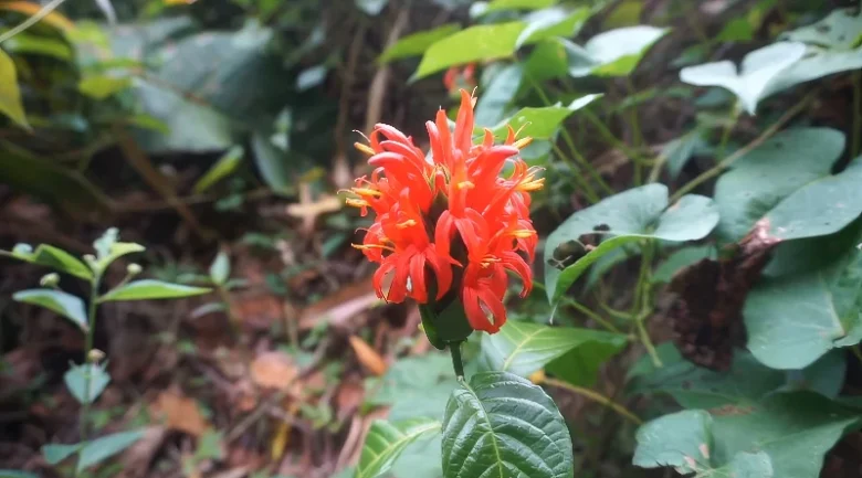 Waitukubuli National Trail: Segment #11