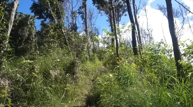 Waitukubuli National Trail: Segment #11