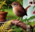 Kalinago Wren (Wòsiñyòl)