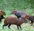 Agouti – Red-Rumped