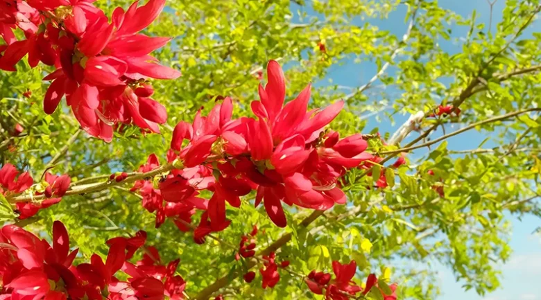 Dominica’s National Symbols