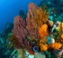 Dominica’s Coral Reefs