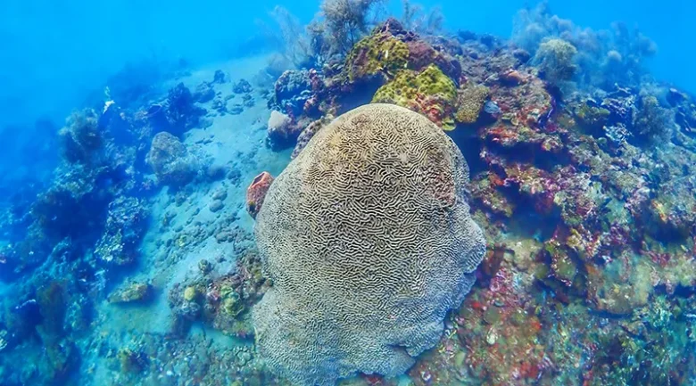 Scuba Diving in Dominica