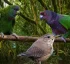 Endemic Birds of Dominica