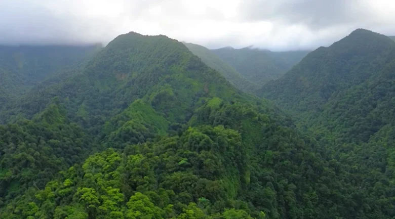 Rainforests of Dominica