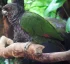 National Bird of Dominica