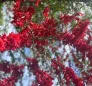 National Flower of Dominica