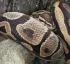 Tete-Chien (Boa Constrictor)