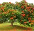 African Tulip Tree