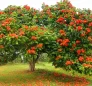 African Tulip Tree