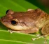 Dominican Coqui Frog