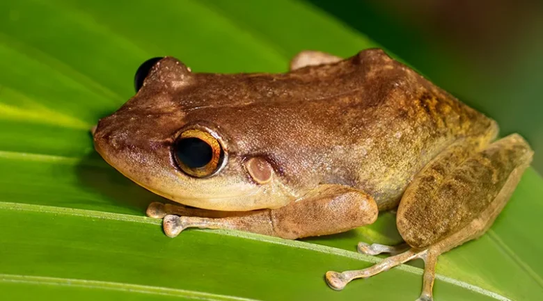 Dominican Coqui Frog