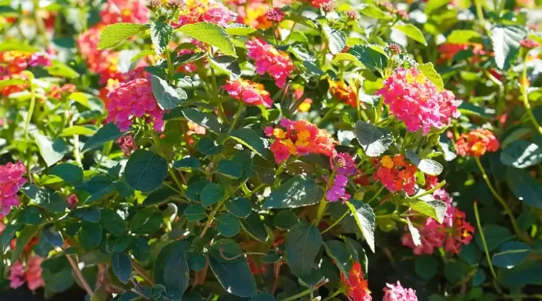 Lantana Camara