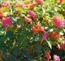 Lantana Camara
