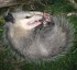 Manicou-Opossum