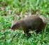 Small Indian Mongoose