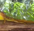 Zandoli (Dominican Anole)