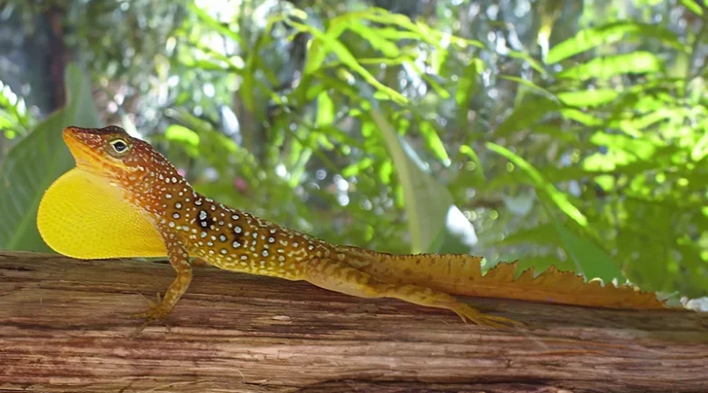 Biodiversity of Dominica