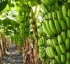 Windward Islands Banana Growers Association (WINBAN)