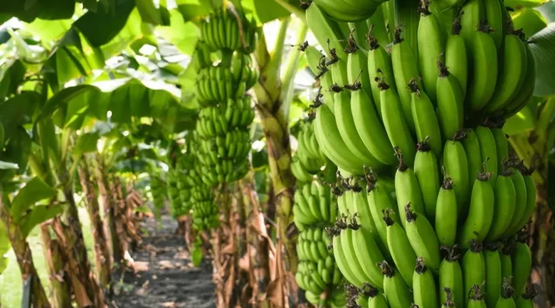 Banana Industry in Dominica