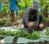 Dominica Banana Marketing Corporation (DBMC)