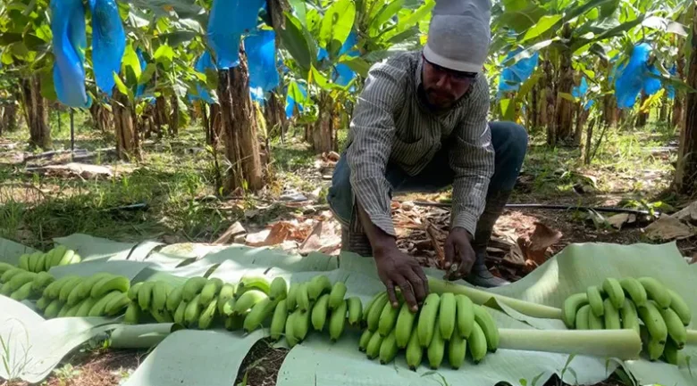Banana Industry in Dominica