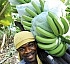 Dominica Banana Growers Association (DBGA)