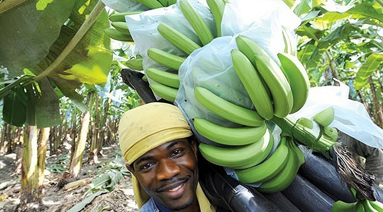 Banana Industry in Dominica