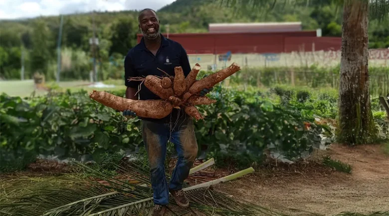 Root Crops: Vital to Agriculture and Food Security